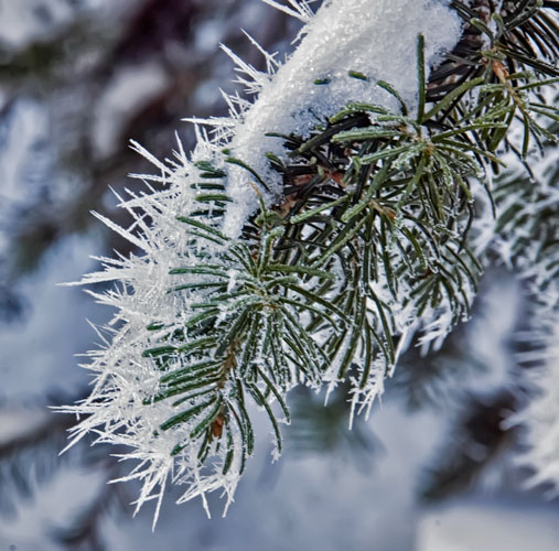 pine-needle